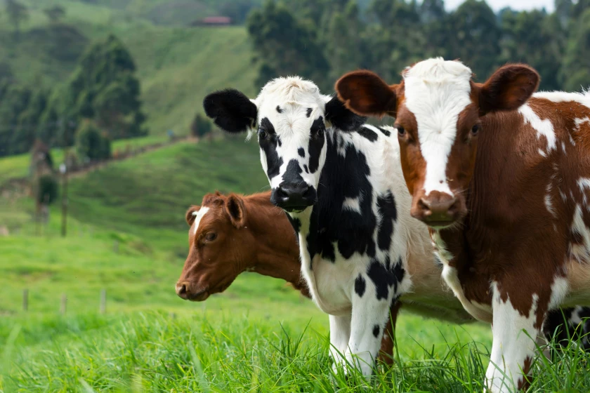 Mobile Router for Livestock Emissions Monitoring